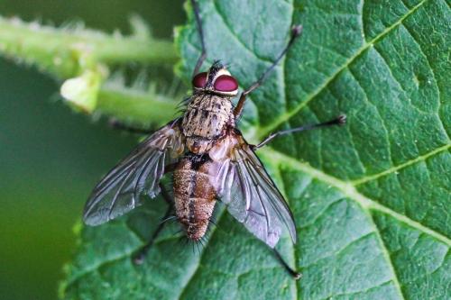 Réf. 294 685 : Dexia rustica